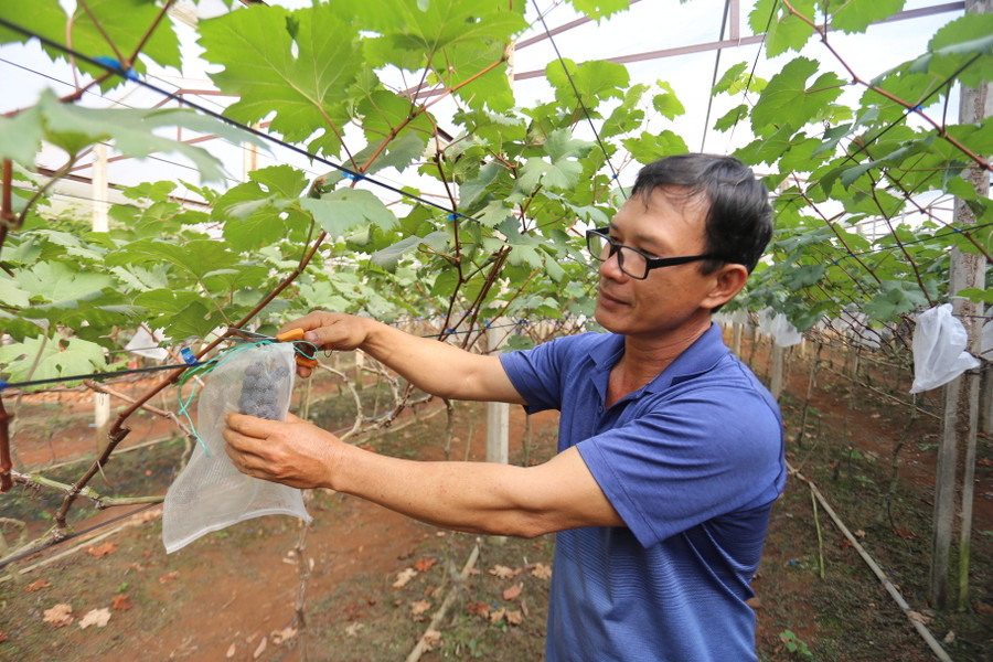 Ông Hải mất nhiều năm để có vườn nho cho trái ngọt. Ảnh: Văn Ngọc Ông Hải mất nhiều năm để có vườn nho cho trái ngọt. Ảnh: Văn Ngọc