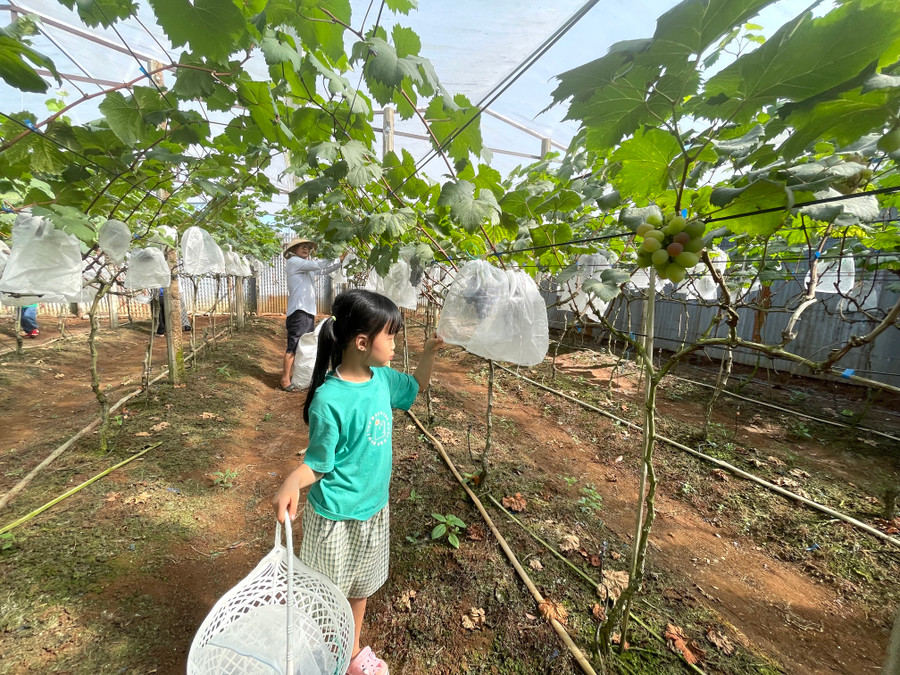 Các em nhỏ thích thú với trải nghiệm được hái nho tại vườn. Ảnh: Văn Ngọc Các em nhỏ thích thú với trải nghiệm được hái nho tại vườn. Ảnh: Văn Ngọc