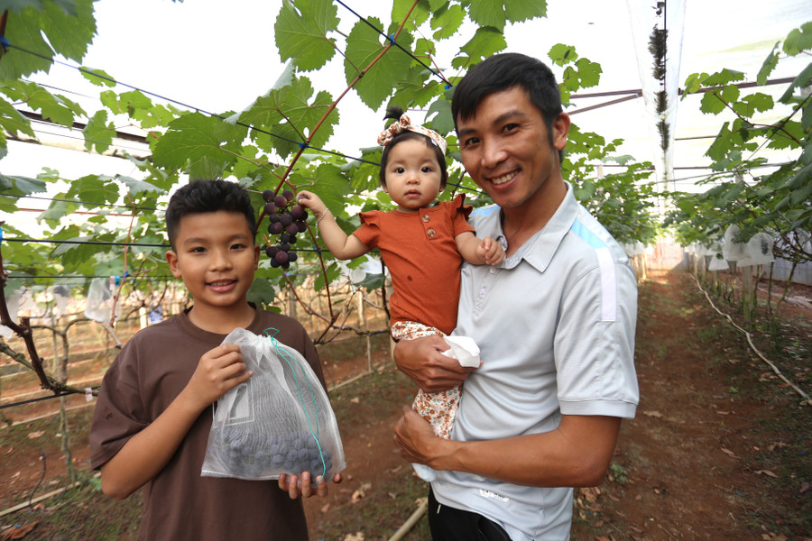 Mỗi ngày vườn nho đón hàng chục du khách ghé thăm. Ảnh: Văn Ngọc Mỗi ngày vườn nho đón hàng chục du khách ghé thăm. Ảnh: Văn Ngọc