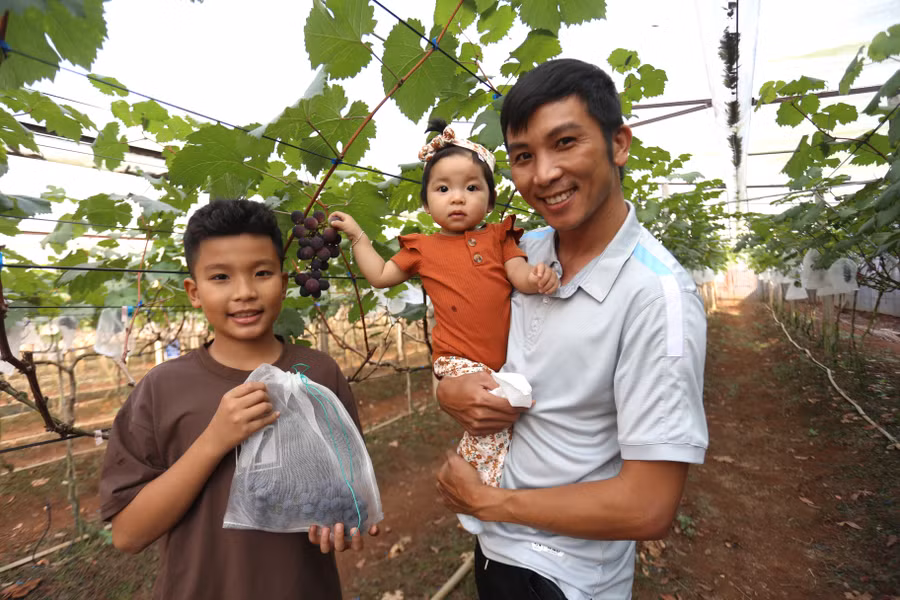 Mỗi ngày vườn nho đón hàng chục du khách ghé thăm. Ảnh: Văn Ngọc