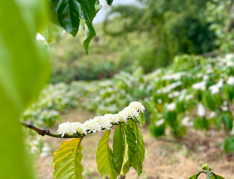 "Hoa tuyết" khoe sắc tại nhiều diện tích trồng trọt ở Hà Đông, hứa hẹn một mùa bội thu. Ảnh: Lam Nguyên "Hoa tuyết" khoe sắc tại nhiều diện tích trồng trọt ở Hà Đông, hứa hẹn một mùa bội thu. Ảnh: Lam Nguyên