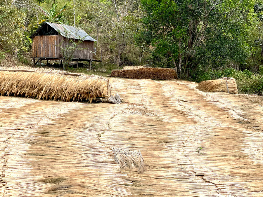 Những ngày này, người dân Hà Đông đang vào mùa thu hoạch đót để bán cho thương lái. Sân phơi đâu đâu cũng ươm vàng màu đót. Ảnh: Lam Nguyên Những ngày này, người dân Hà Đông đang vào mùa thu hoạch đót để bán cho thương lái. Sân phơi đâu đâu cũng ươm vàng màu đót. Ảnh: Lam Nguyên