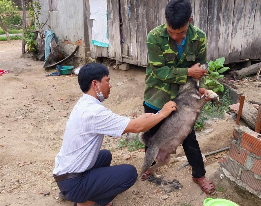 Tiêm phòng cho đàn chó, mèo là giải pháp kiểm soát bệnh dại hiệu quả. Ảnh: Lam Nguyên Tiêm phòng cho đàn chó, mèo là giải pháp kiểm soát bệnh dại hiệu quả. Ảnh: Lam Nguyên