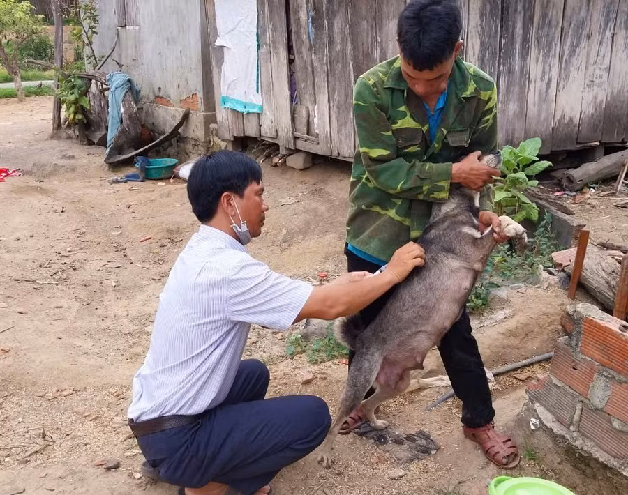 Tiêm phòng cho đàn chó, mèo là giải pháp kiểm soát bệnh dại hiệu quả. Ảnh: Lam Nguyên