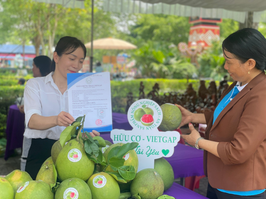 Gian hàng bưởi da xanh Krông Pa tại Hội chợ kết nối nông sản. Ảnh: Lam Nguyên Gian hàng bưởi da xanh Krông Pa tại Hội chợ kết nối nông sản. Ảnh: Lam Nguyên