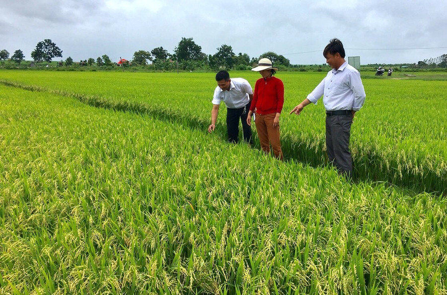 Cán bộ nông nghiệp hướng dẫn nông dân chăm sóc lúa. Ảnh: T. L mo-hinh-san-xuat-lua-giong-tbr1-tai-xa-chu-rang-cho-thu-nhap-cao.jpg
