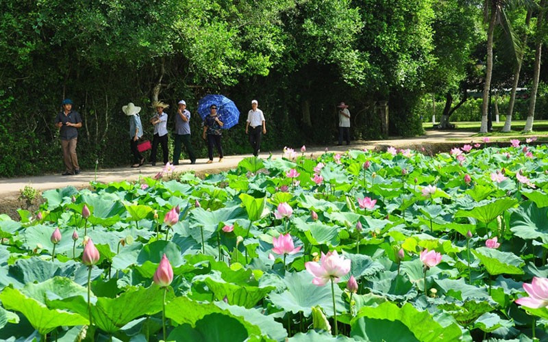 ស្រុកកំណើតរបស់ពូ ហូ ក្នុងរដូវផ្ការីក។ ប្រភព៖ internet bac-ho-2150519-ymii.jpg