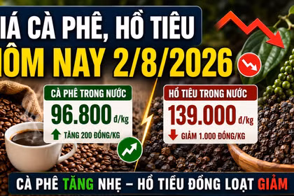Giá cà phê hôm nay 2/8 tăng nhẹ, hồ tiêu giảm 1.000 đồng/kg