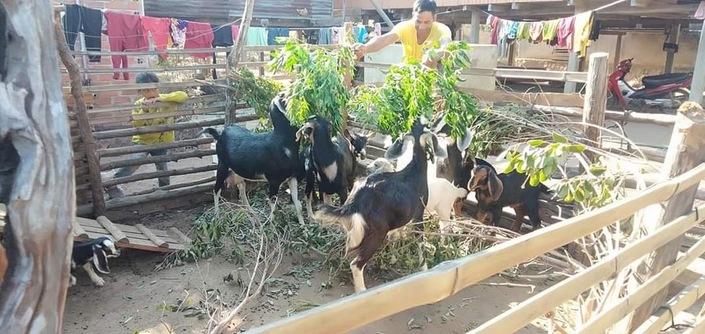 Nhiều hộ nghèo và cận nghèo vùng dân tộc thiểu số huyện Mang Yang đã được vay vốn tín dụng chính sách để đầu tư phát triển chăn nuôi cải thiện cuộc sống. Ảnh: Thanh Nhật nhieu-ho-ngheo-va-can-ngheo-vung-dan-toc-thieu-so-huyen-mang-yang-da-duoc-vay-von-tin-dung-chinh-sach-de-dau-tu-san-xuat-chan-nuoi-cai-thien-cuoc-song-anh-thanh-nhat.jpg