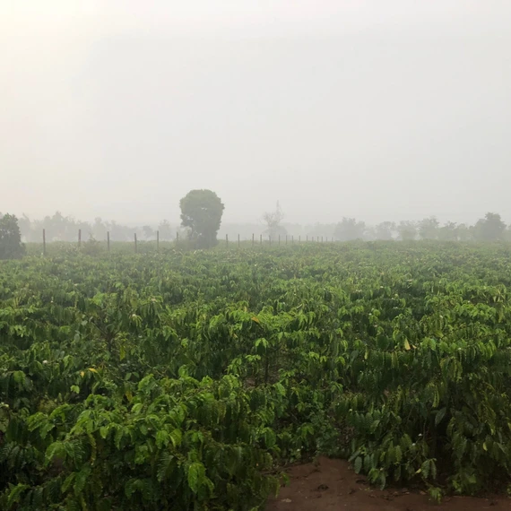 “Mưa vàng” giữa mùa khô: Niềm vui lan khắp vườn cà phê.