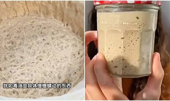 Nuôi men làm thú cưng- Trend mới của GenZ Trung Quốc. (Ảnh: Vtcnews)