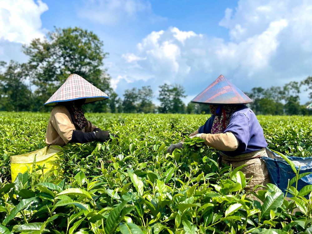Công nhân thu hái chè trên cánh đồng chè Shan Tuyết (ảnh chụp hồi tháng 8-2024). Ảnh: Vũ Thảo ba-con-dang-thu-hai-che-tren-canh-dong-che-shan-tuyet-cua-cong-ty-co-phan-che-bien-ho-anh-vu-thao.jpg