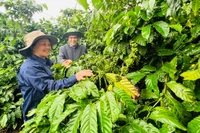 Vườn cây của gia đình chị Nguyễn Thị Huệ -Công nhân Đội 2, Công ty Cà phê Ia Sao 2 trồng năm 1986 vẫn đạt sản lượng 24 tấn quả tươi/ha. Ảnh: Đinh Yến