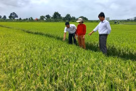 Gia Lai triển khai 6 nhiệm vụ trọng tâm phát triển kinh tế tập thể, hợp tác xã 