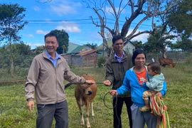 Trao 8 con bò sinh sản cho các hộ nghèo tại làng Krái làm sinh kế
