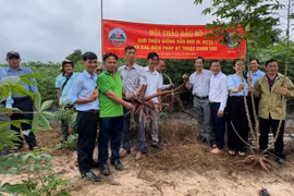 Krông Pa giới thiệu giống sắn mới HL-RS15 và quy trình, kỹ thuật canh tác