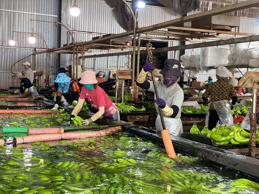 Gia Lai đang nỗ lực để xây dựng môi trường kinh doanh thông thoáng, tạo điều kiện để kinh tế tư nhân phát triển. Ảnh: Hà Duy nhieu-lao-dong-tai-xa-ia-pet-huyen-dak-doa-duoc-tap-cong-an-viec-lam-tai-cac-doanh-nghiep-dung-chan-tren-dia-ban-cho-thu-nhap-on-dinh-anh-ha-duy.jpg