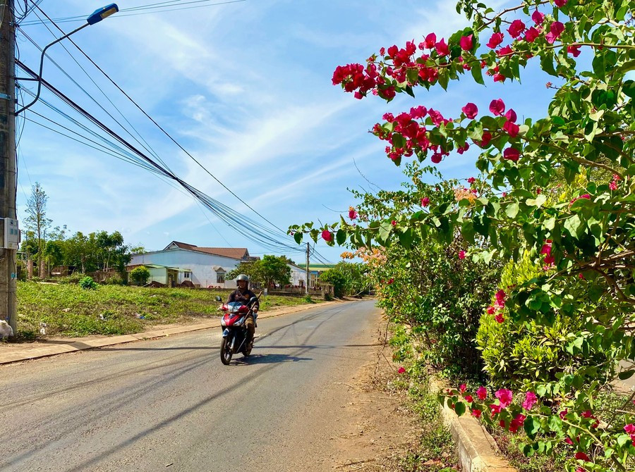 Dải phân cách rực rỡ hoa giấy ngay tại trung tâm xã Glar (huyện Đak Đoa). Ảnh: Hà Duy dai-phan-cach-ruc-ro-hoa-giay-ngay-tai-trung-tam-xa-glar-huyen-dak-doa-anh-ha-duy.jpg