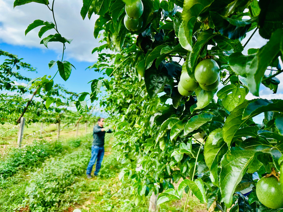 Tạo môi trường sản xuất kinh doanh thông thoáng là một trong những mục tiêu quan trọng mà Gia Lai đang nỗ lực tạo lập. Ảnh: Hà Duy tao-moi-truong-san-xuat-kinh-doanh-thong-thoang-la-mot-trong-nhung-muc-tieu-quan-trong-ma-gia-lai-dang-no-luc-tao-lap-anh-ha-duy.jpg