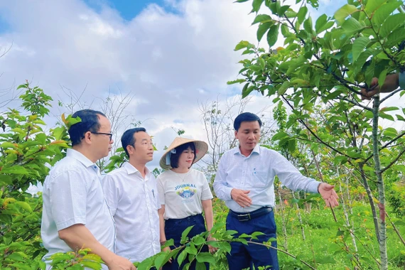 Phường Pleiku học hỏi kinh nghiệm trồng và chăm sóc hoa anh đào Nhật Bản