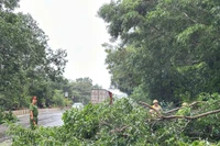 Gia Lai: Gió lớn do bão số 13 làm ngã đổ nhiều cây xanh tại khu vực Quy Nhơn. Ảnh: N.L