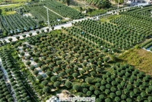 Ngập sắc xuân trên những cánh đồng hoa trước Tết