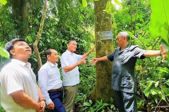 'Rừng thiêng' giữa đại ngàn