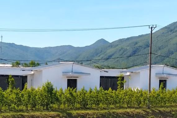 Trại chăn nuôi gà gây ảnh hưởng môi trường khu dân cư ở An Nhơn Tây