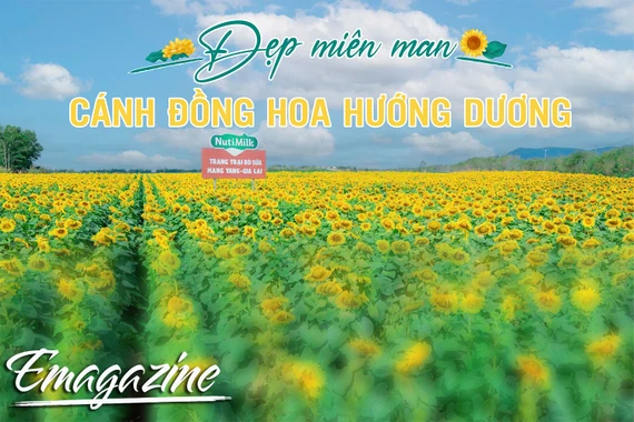 Đẹp miên man cánh đồng hướng dương