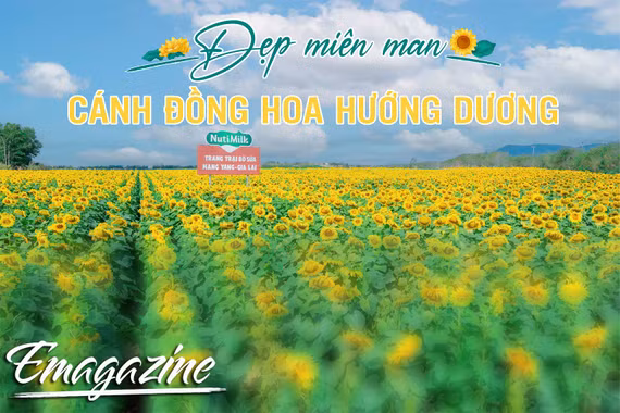 Đẹp miên man cánh đồng hướng dương