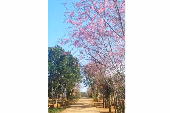 Từ sakura đến thắm sắc anh đào Vĩnh Sơn