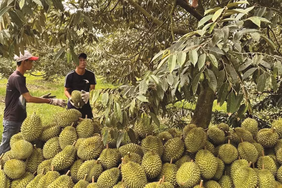 Sầu riêng: Chuyện không chỉ ở phòng kiểm nghiệm