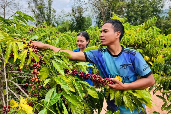 Hái cà phê gây quỹ Đoàn