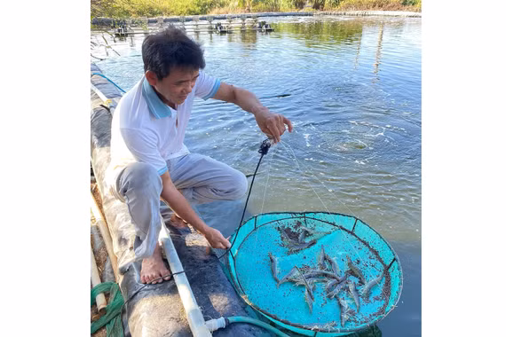 Người nuôi tôm trước áp lực giá giảm, chi phí tăng