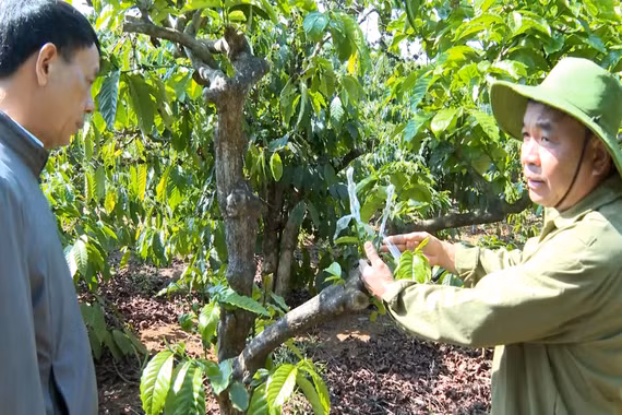 Canh tác thông minh, thu lợi tiền tỷ 
