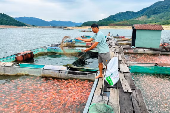Mưu sinh trên lòng hồ Định Bình