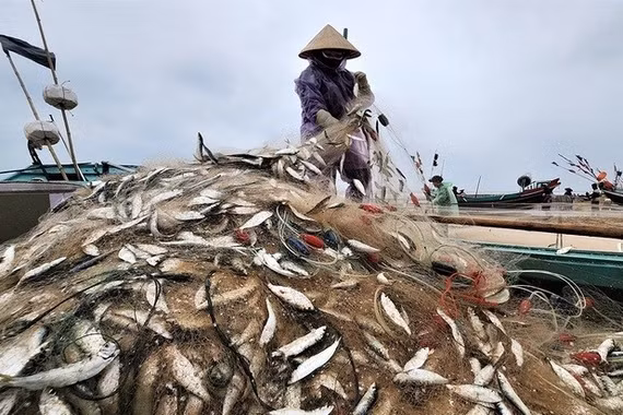 Mùa lộc biển: Săn 'bạc xanh' trên sóng biển