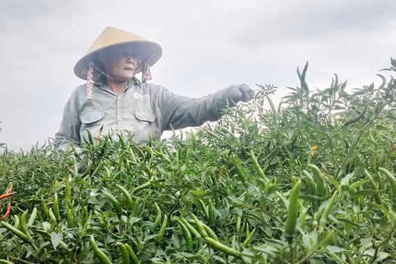 Bấp bênh giá nông sản