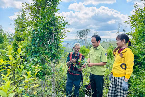 Giữ “báu vật” chè tiến vua giữa đại ngàn An Toàn