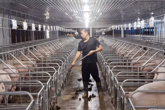 Kiểm soát mật độ chăn nuôi để phát triển bền vững