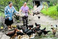 Nhờ tham gia lớp học nghề chăm sóc, phòng bệnh cho gà, chị Hoàng Thị Sào (bìa trái, làng Mông, xã Ya Hội) đã phát triển đàn gà lên hàng trăm con. Ảnh: Đ.Y