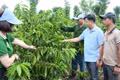 Nông dân Ia Grai liên kết để sản xuất cà phê bền vững