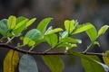 Lá ổi chữa bệnh gì?