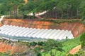 San gạt đất, làm nhà kính lan rộng những đồi thông ở cửa ngõ Đà Lạt