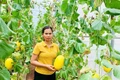 Trồng cây ăn quả theo tiêu chuẩn: Giải pháp ổn định đầu ra cho nông dân