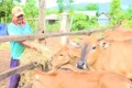 Những cựu chiến binh làm kinh tế giỏi từ mô hình tổng hợp