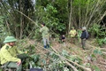 Phá rừng trong đêm, nam thanh niên khai được trả công 300.000 đồng/ngày