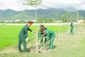 Đẩy mạnh phong trào trồng cây gây rừng
