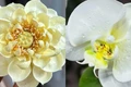 Chàng trai nặn hoa từ kem tươi, dân mạng 'không tin được' vì nhìn như thật