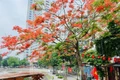 Hoa bằng lăng, phượng vĩ nở rộ khắp phố phường Hà Nội